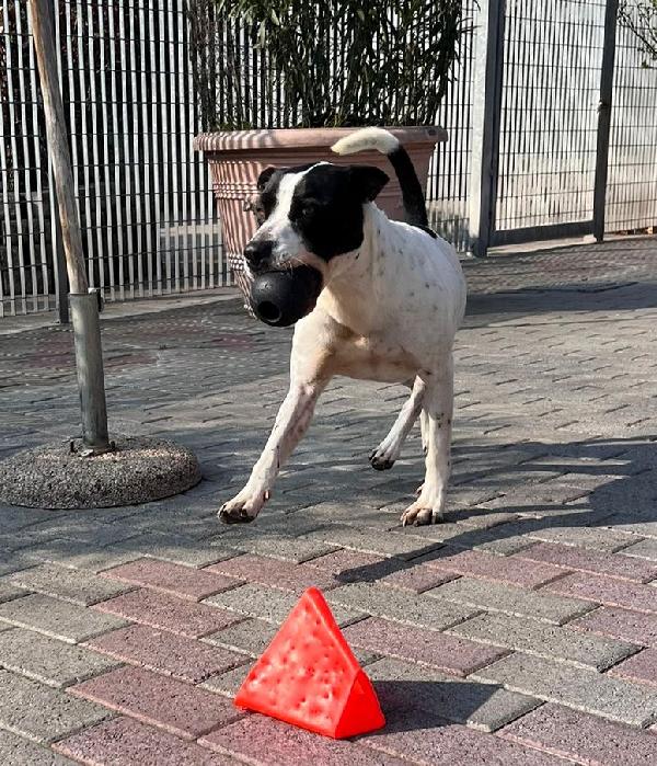 BLACK GENTILCANE Foto 4